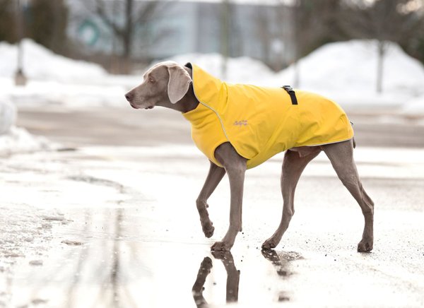 Harbour Slicker, Chilly Dogs, Regenmantel mit Brustlatz für Windhunde u. schlanke Rassen