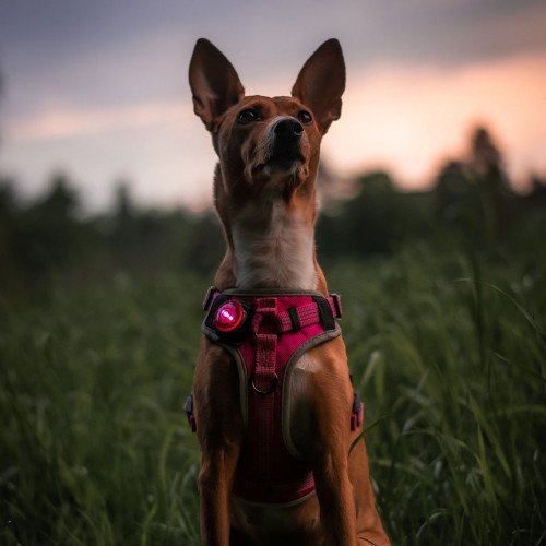 Orbiloc® Dog Dual, Sicherheitsleuchte für Ihren Liebling, versch. Farben